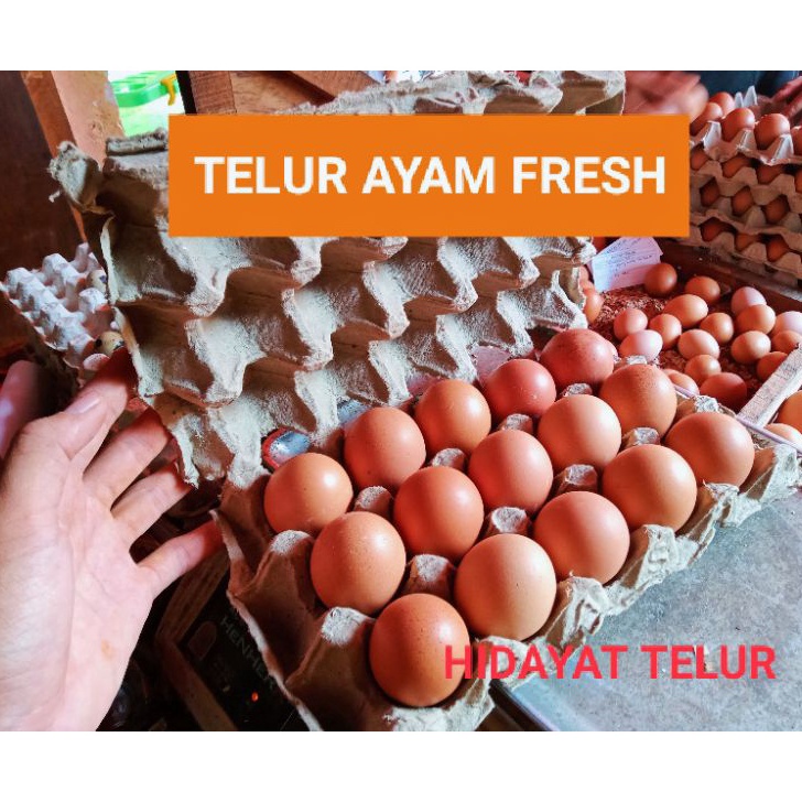 

MEGA SALE TELUR AYAM NEGERI PER 15 BUTIR