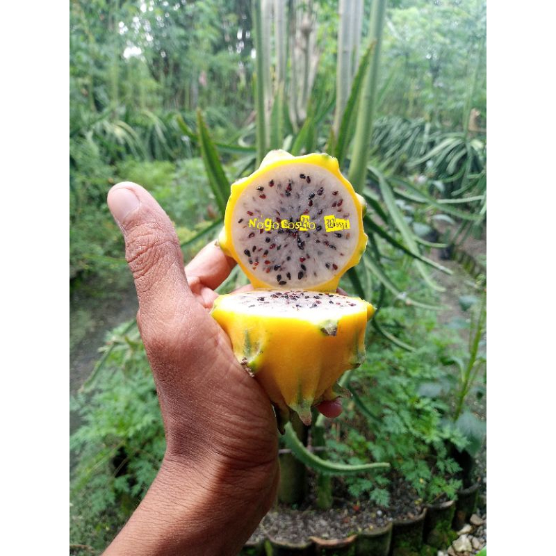 Bibit buah naga kuning palora equador(beli 5 gratis 1)