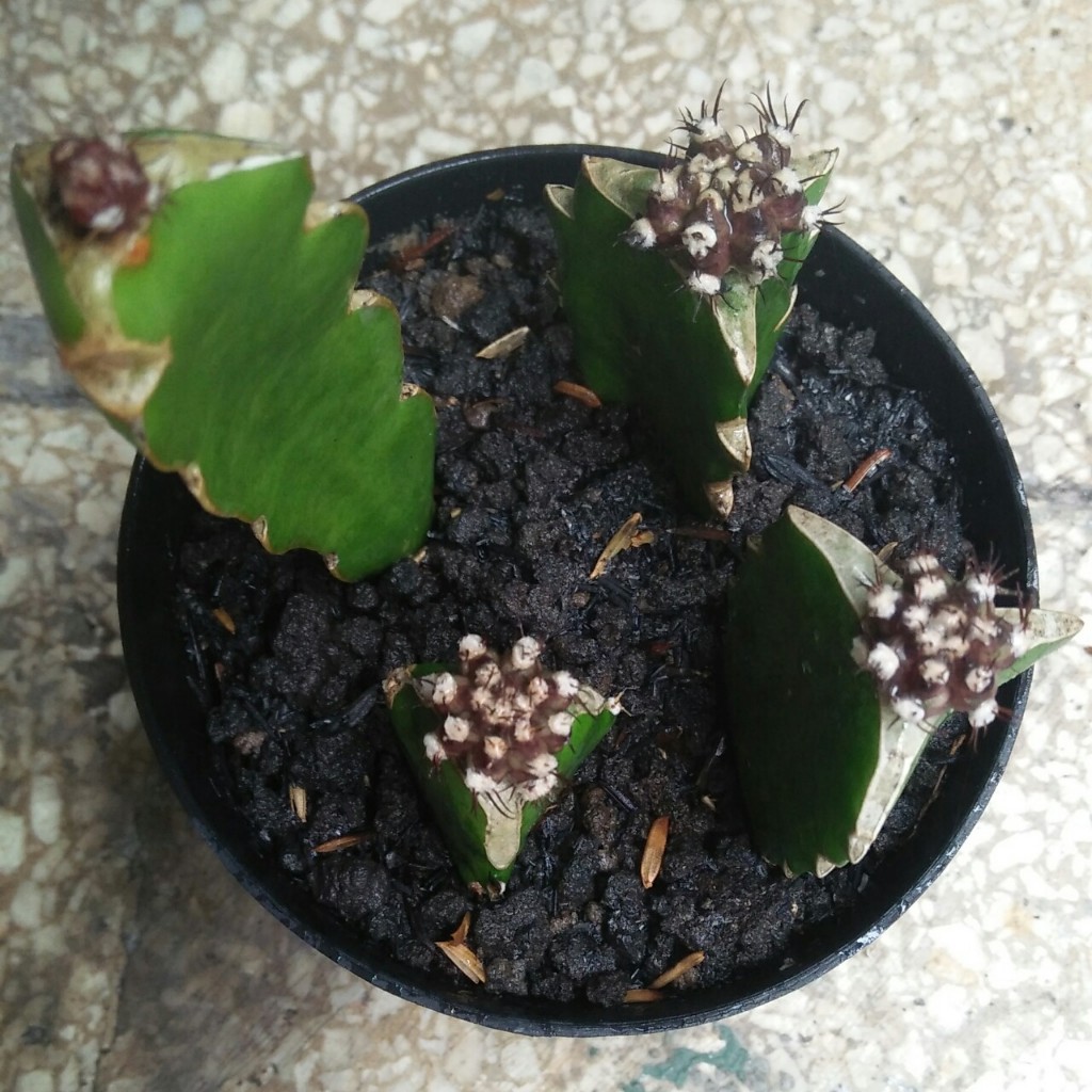 Kaktus Gymnocalycium Mihanovichii T-REx & T-Lux Hybrid Series