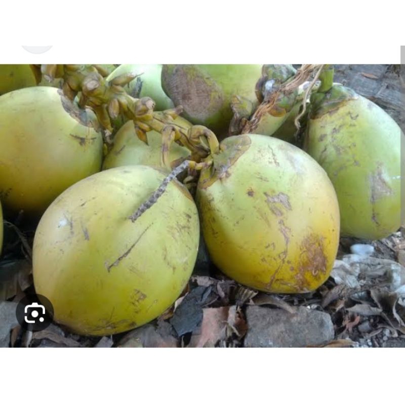 

Buah Kelapa Segar/ Degan