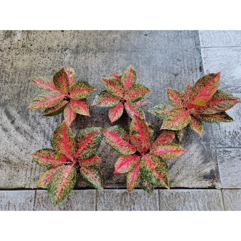 aglaonema tiara