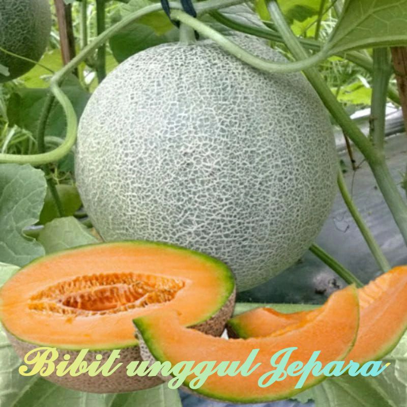 BENIH MELON MADU HIBRIDA