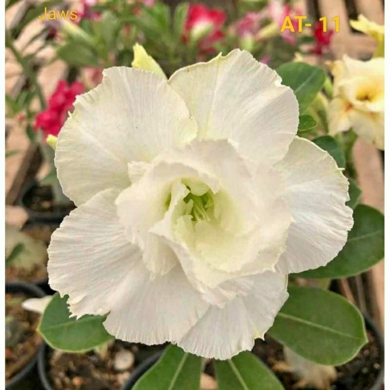 TANAMAN HIAS ADENIUM BUBGA PUTIH/TANAMAN HIAS ADENIUM