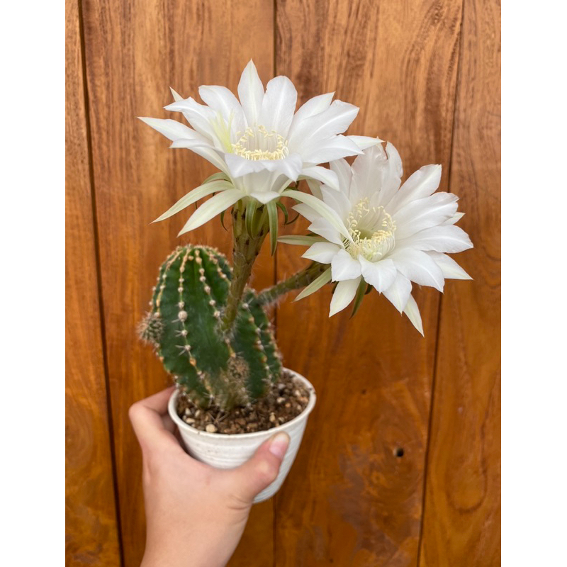 ECHINOPSIS JUMBO / KAKTUS JUMBO / BIBIT KAKTUS / KAKTUS OWNROOT / KAKTUS IMPORT