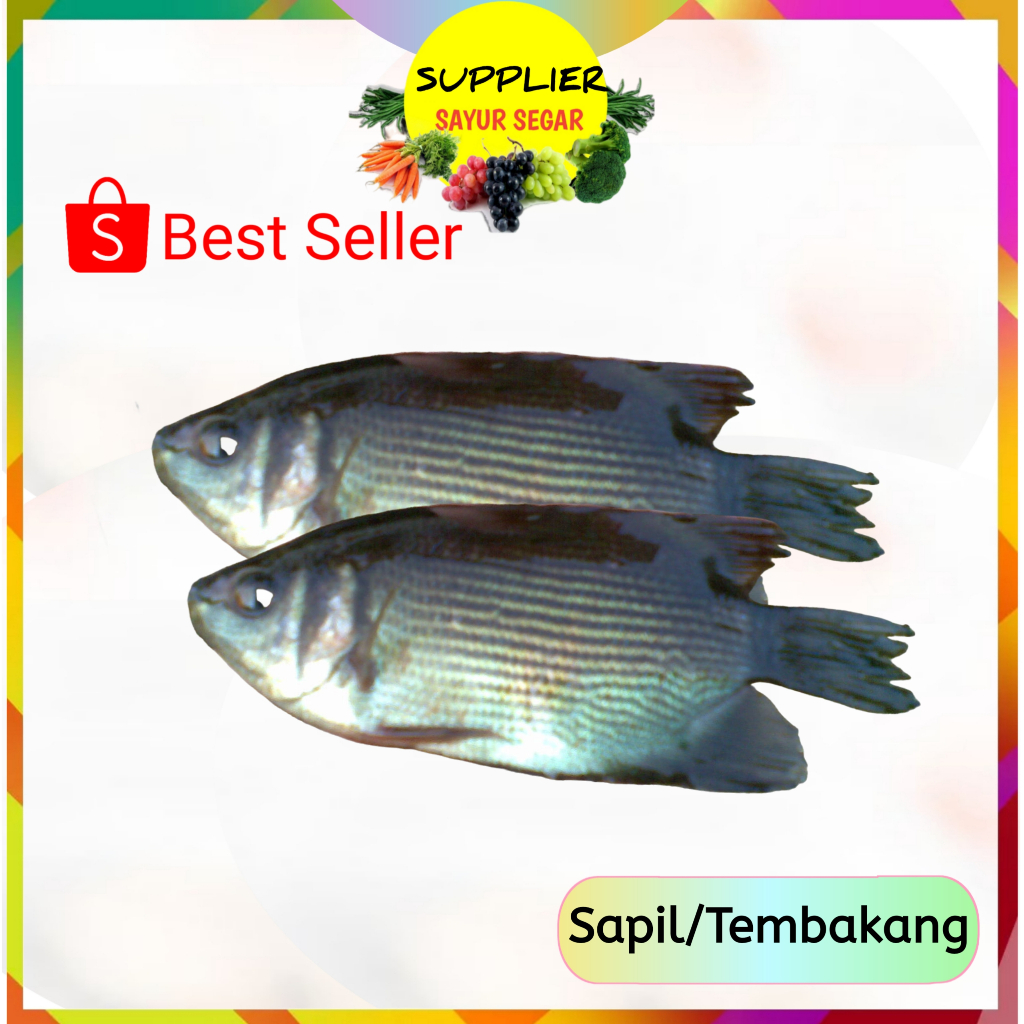

Ikan Sapil / Tembakang 1 Kg - Segar Palembang