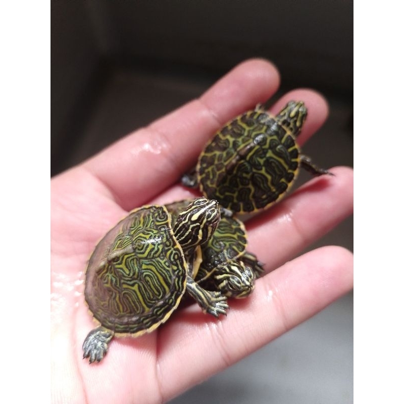 Hiasan aquarium red belly nelsoni baby