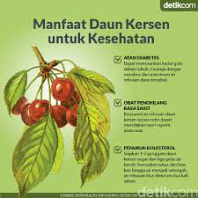 

TERMURAH - Daun Cherry Segar Alami