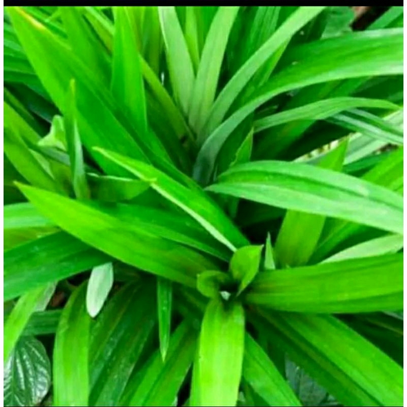 

COD - Daun Pandan Wangi Segar Alami