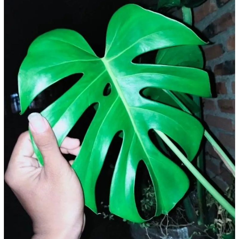 monstera deliciosa brazilian
