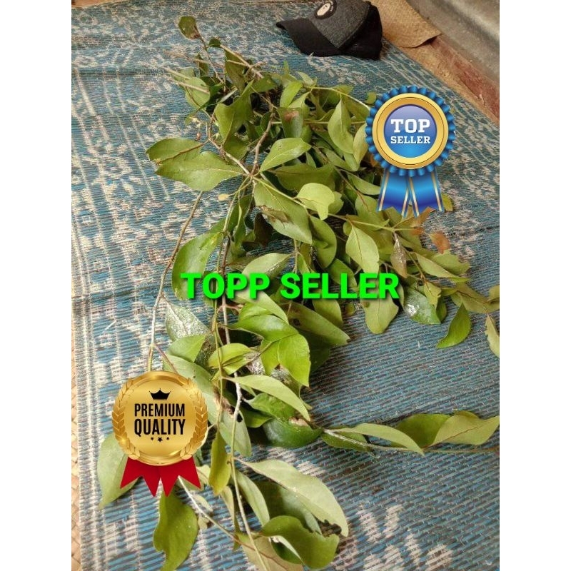 

Benalu Segar/Fresh Baru Petik 1000 Gram