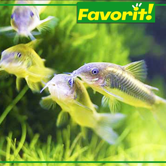 Corydoras Aeneus Ikan Hias Aquascape Hiasan Aquarium Tanaman Air Tawar