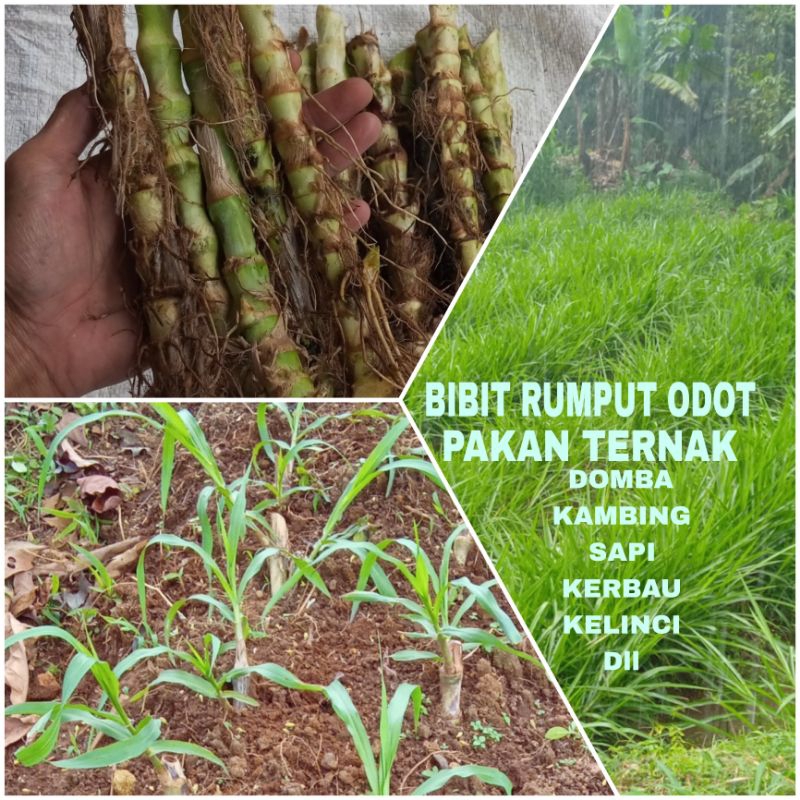 BIBIT RUMPUT ODOT HARGA PERBATANG