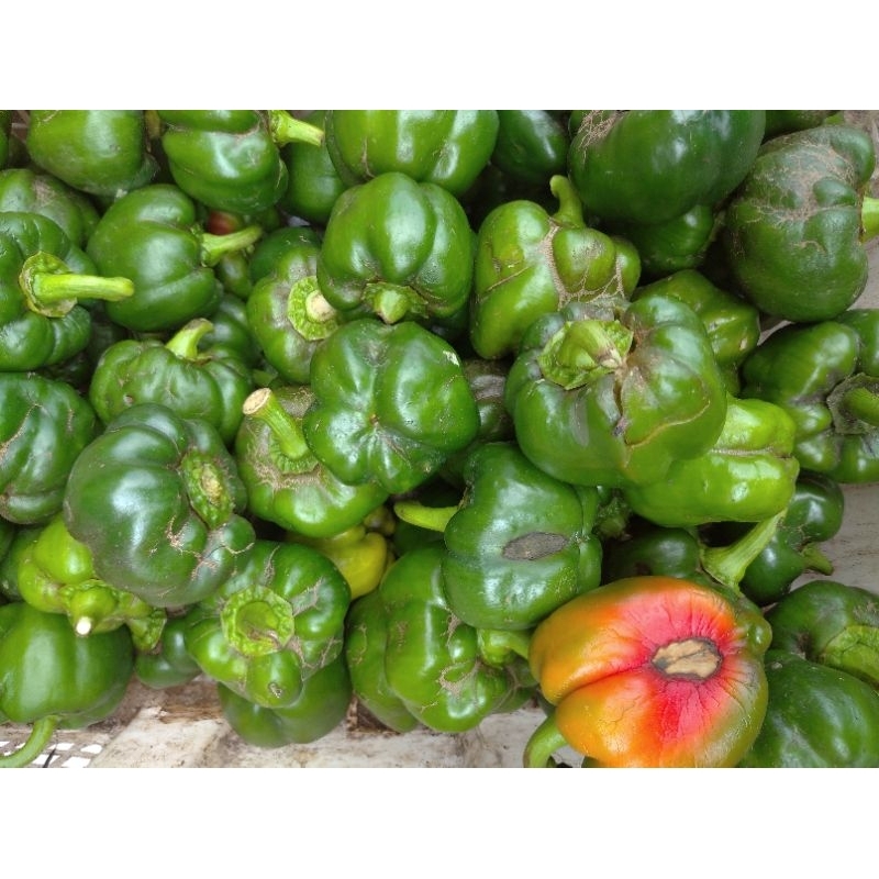 

Paprika Sayur Segar~Paprika bahan Jus Segar sebanyak 500 gram