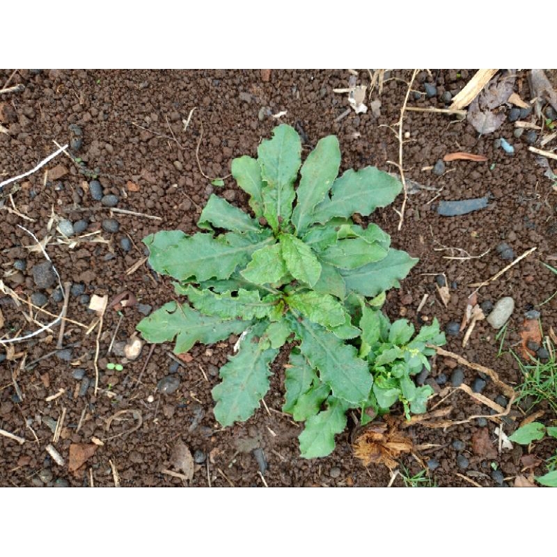 

DAUN TAPAK LIMAN TERMURAH (BELI 5 GRATIS 1)