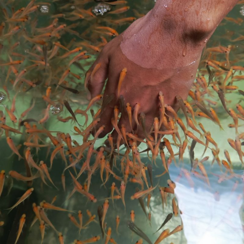 Ikan terapi Isi 100 ekor + bonus makanan ikan terapi