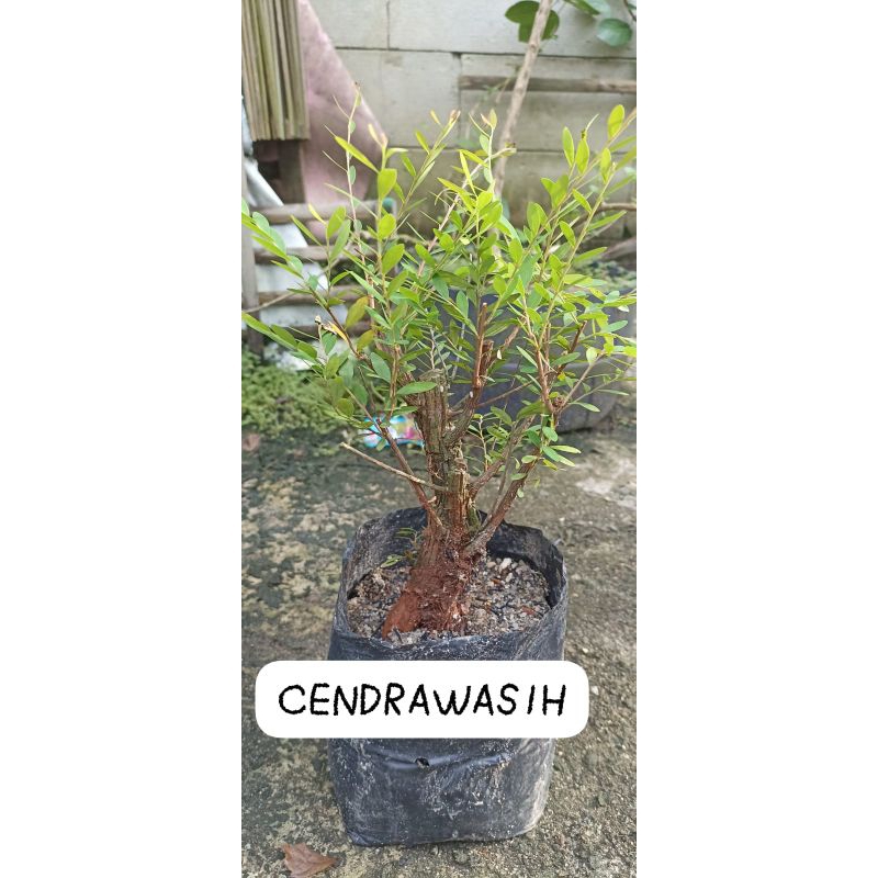 Bonsai Cendrawasih