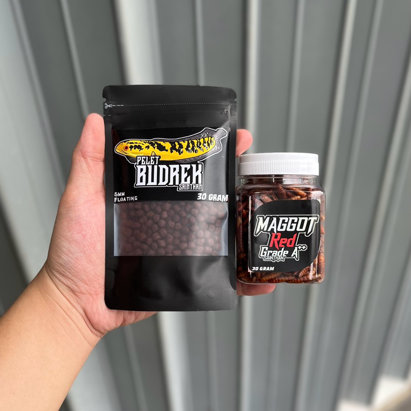 Paket Maru Red [Pelet Budrek Maru X Maggot Red SaintHan] untuk proges channa maru cabung, bunga, war