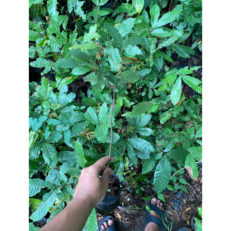 Bibit Pohon Matoa Rambutan irian Pohon Buah Matoa Tanaman Buah Matoa