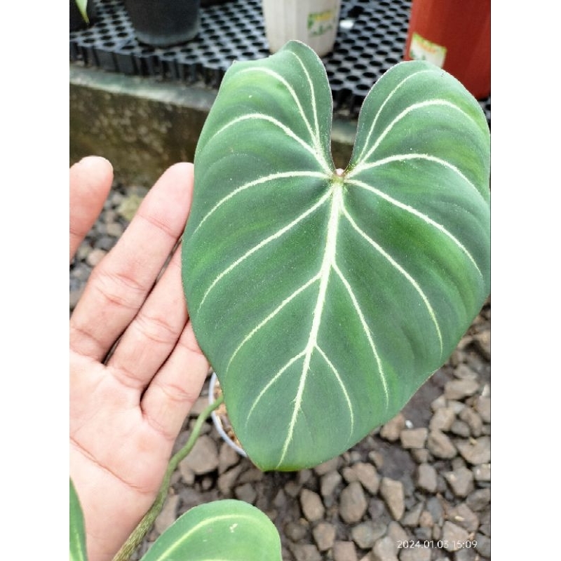philodendron gloriosum dark form