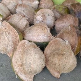 

KELAPATUA KELAPA FRESS KELAPA SANTAN