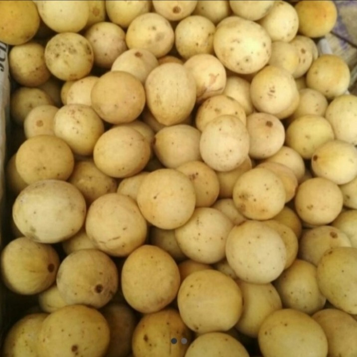 

Buah Dukuh Manis 1kg 500gr