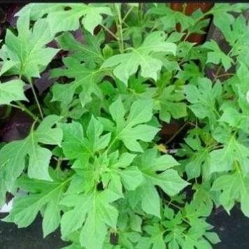 

Jual daun insulin / 250 gram