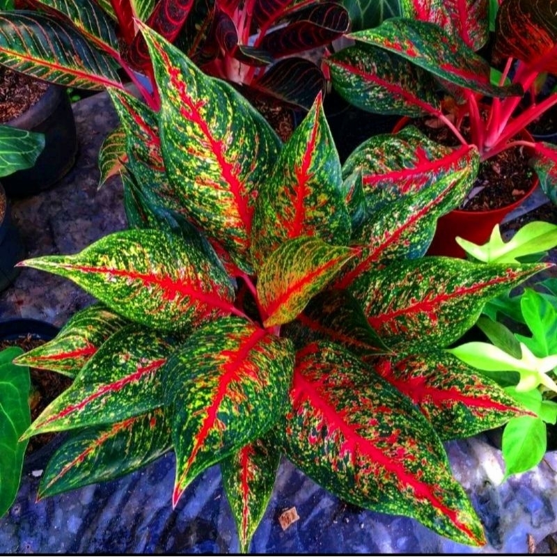 Tanaman Hias Aglonema Hotlady (Tanaman hias aglaonema Hot Lady Super) - tanaman hias hidup - bunga h