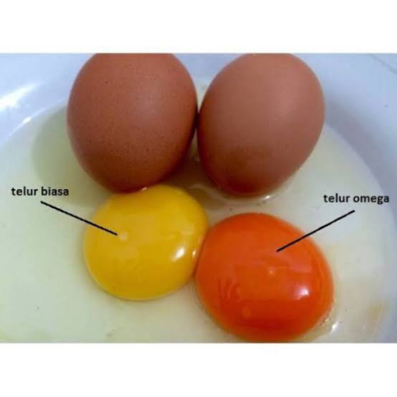 

Telur Ayam OMEGA (ORANGE)