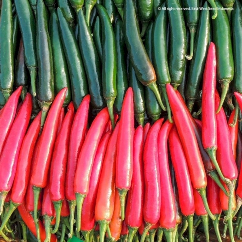 benih cabe merah besar isi 20 biji, repack cabe Pilar