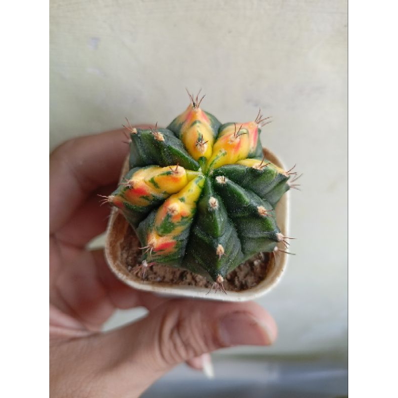 Gymnocalycium T3