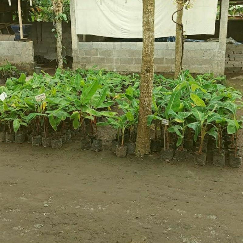 Bibit Pisang Kepok Putih