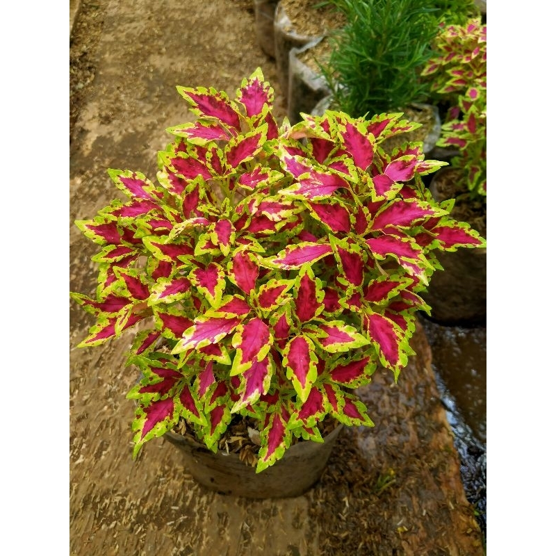 Tanaman miana teri bulu merpati merah stok super rimbun