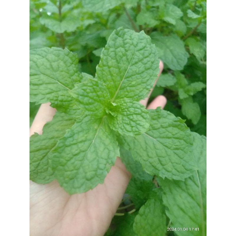 

Mint Hidroponik