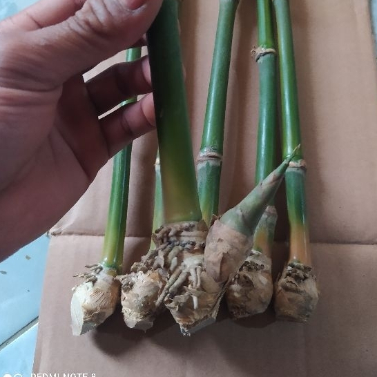 bibit bongol bambu petung asli 50 cm dengan harga murah
