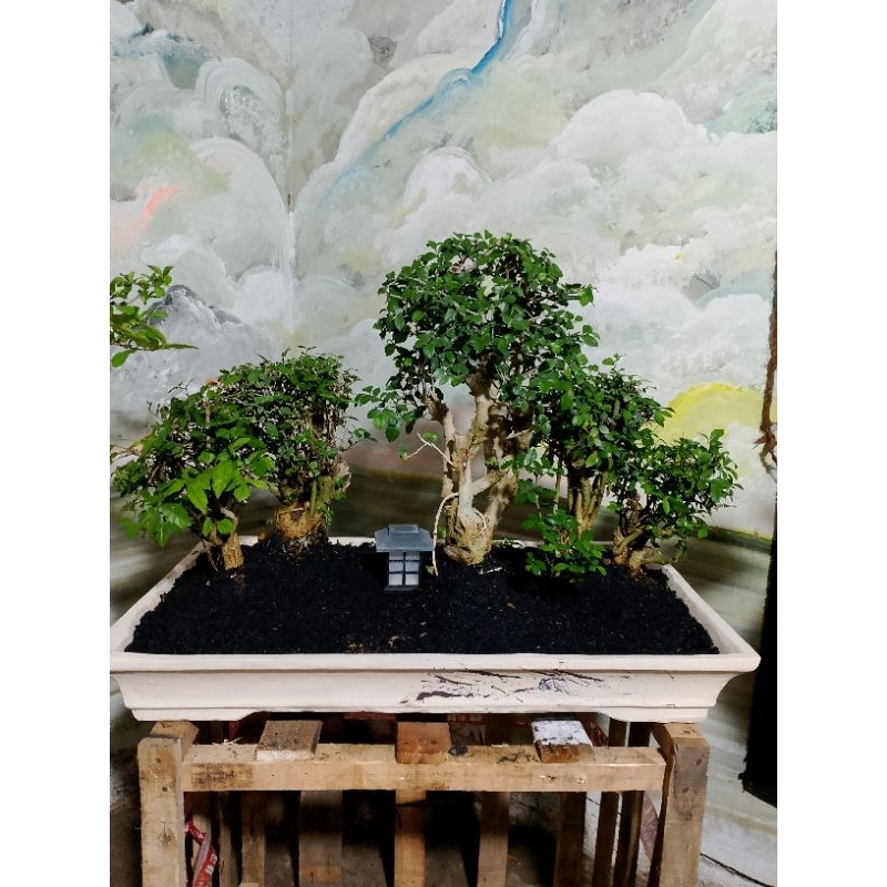 BONSAI SERUT JADI SIAP PAJANG