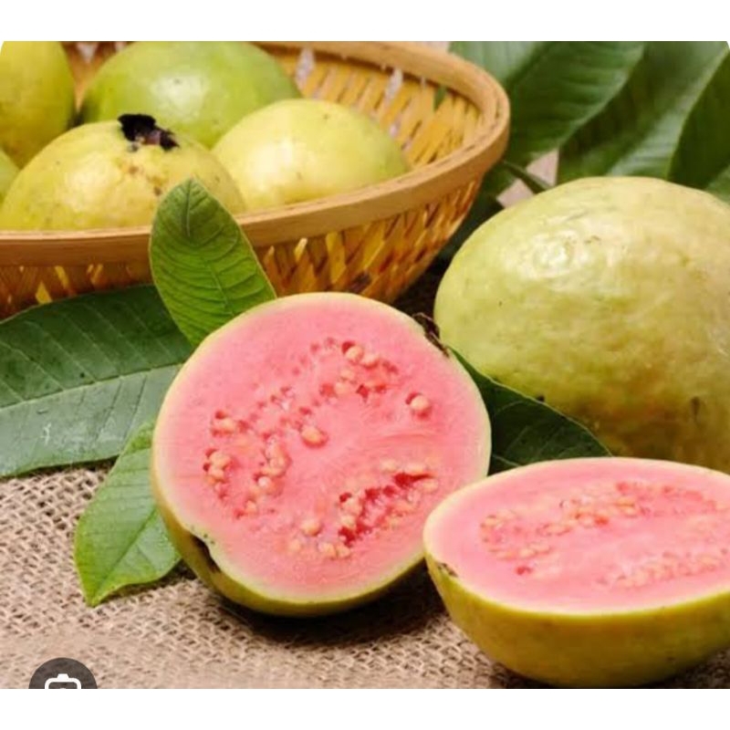

JAMBU KELUTUK MERAH