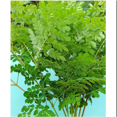 

DAUN KELOR SEGAR/ Daun Kelor Obat Herbal Kolesterol