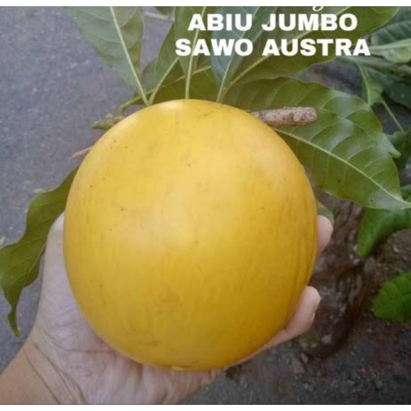 Sawo Abiu jumbo australi