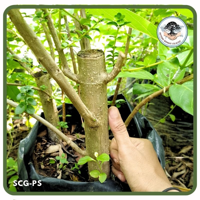 Bahan Bonsai Stek Sancang Batang Besar Bahan Bonsai Sancang Progam Medium| Hetero Bonsai