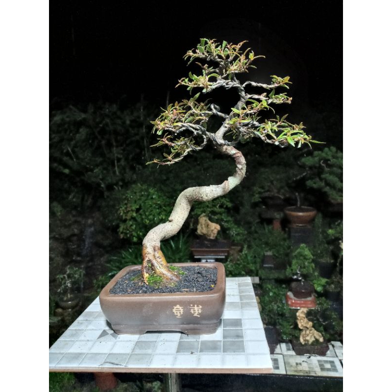 bonsai beringin california prosfek
