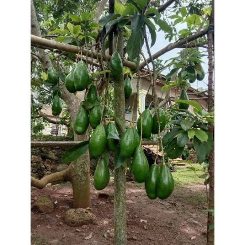 bibit alpukat siger 1 sibatu  pertanian asli lampung timur