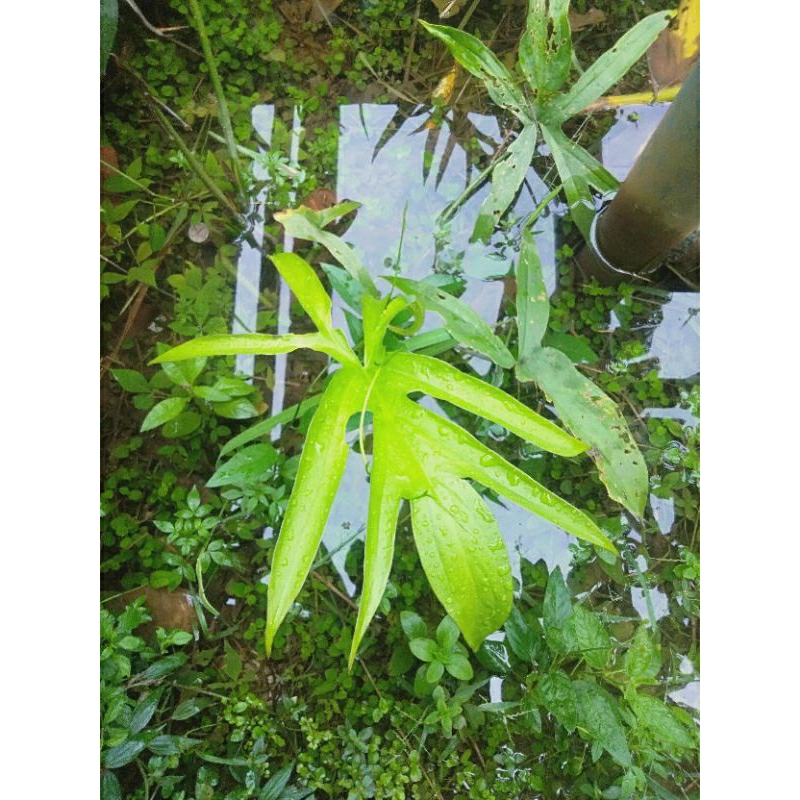 

BISA COD - Daun Muda Lasia Spinosa Segar Alami isi 1 Lembar