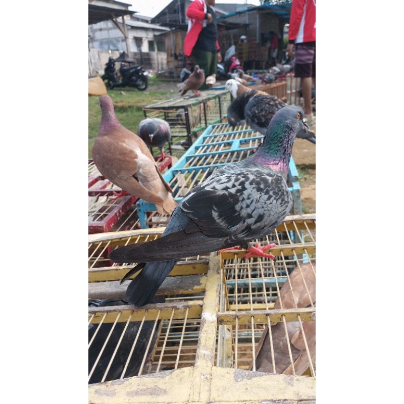 Merpati kolong bebas