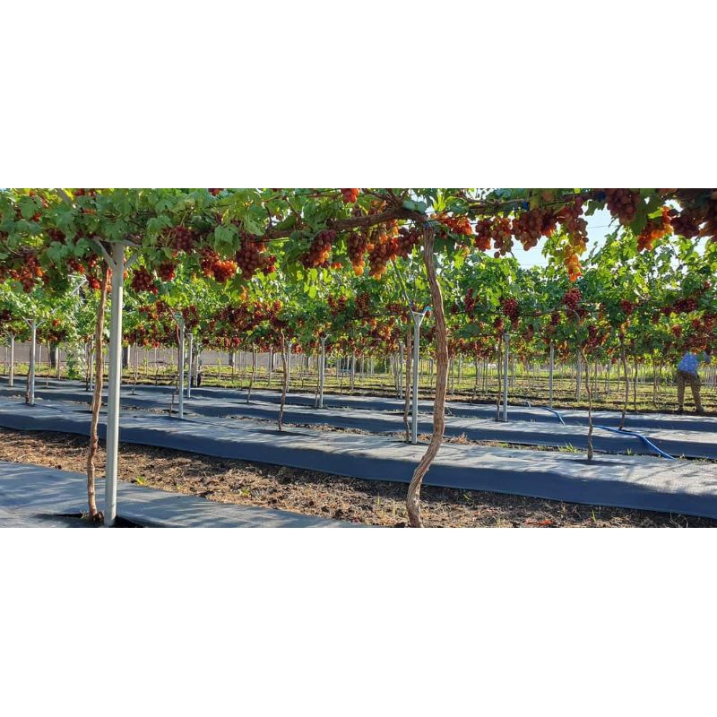 bibit anggur impor TALDUN