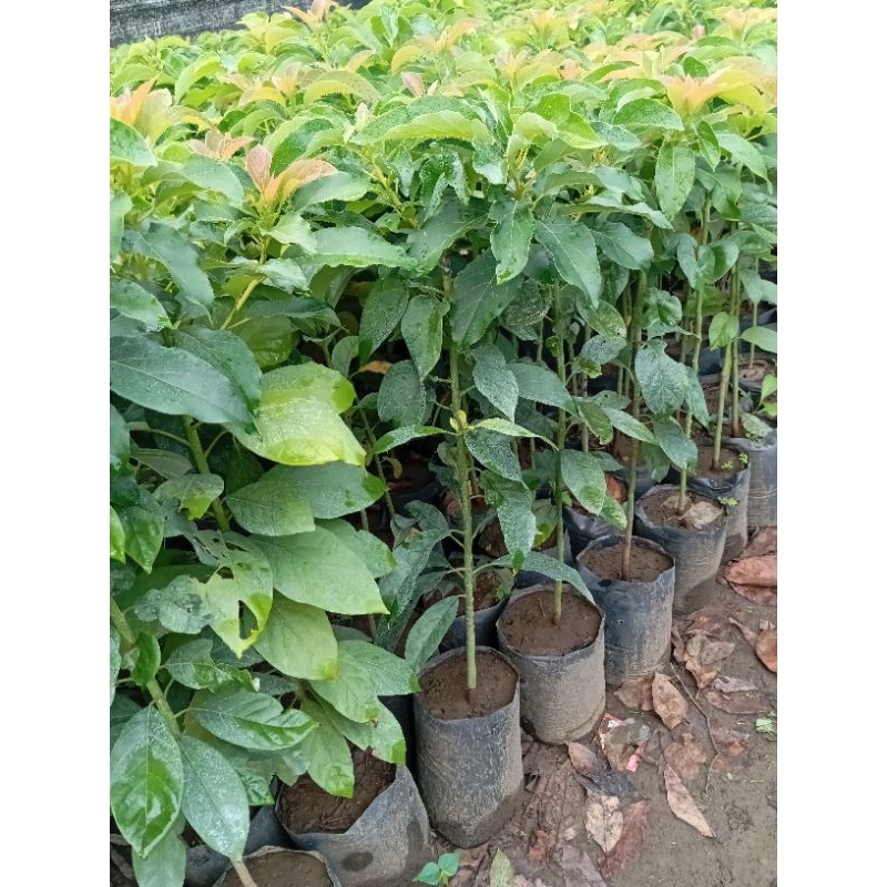 bibit alpukat tinggi 1 meter(aligator)