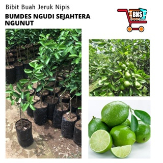 BARU BIBIT JERUK NIPIS/BIBIT BUAH JERUK NIPIS/BIBIT BUAH JERUK NIPIS BERKUALITAS