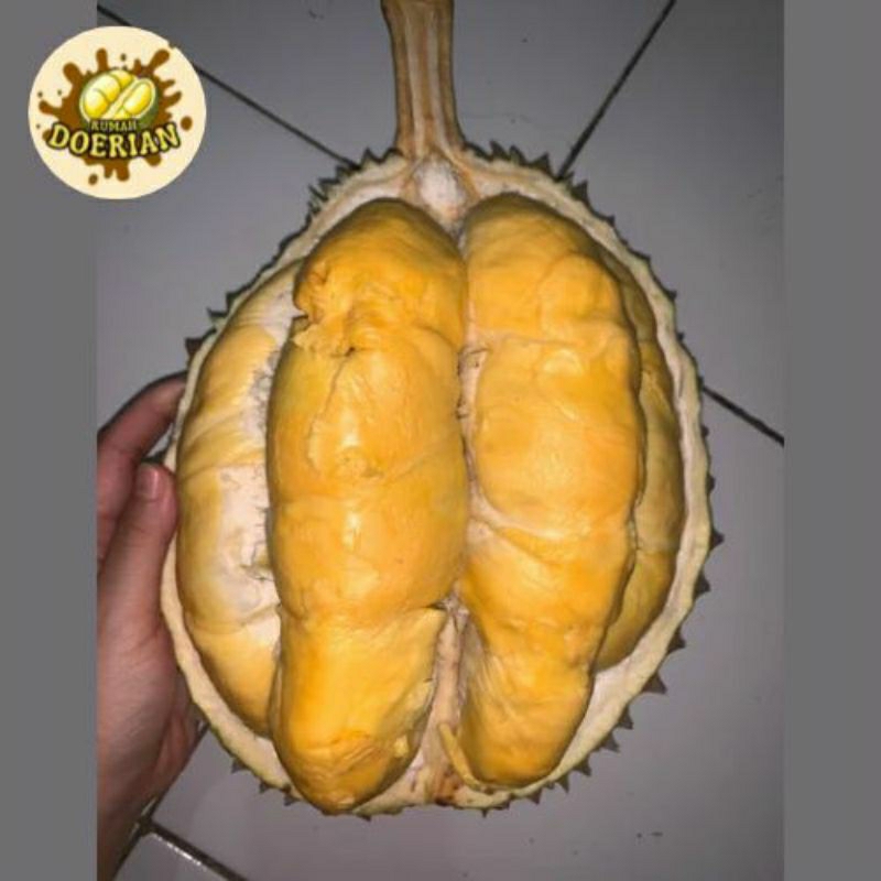 

Buah Durian Bawor