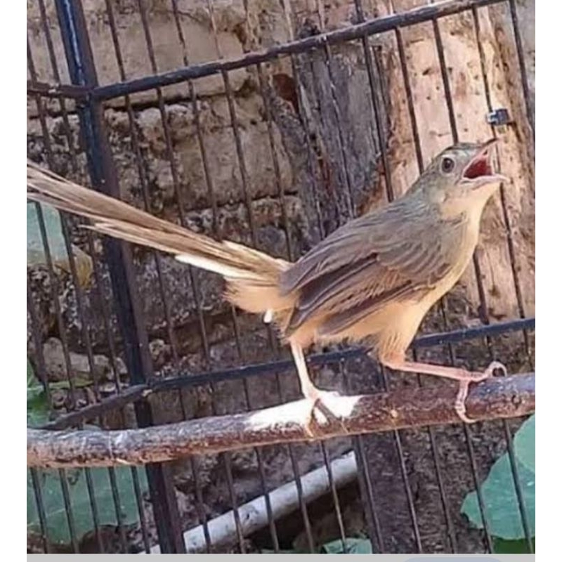 burung ciblek gunung jantan rawatan