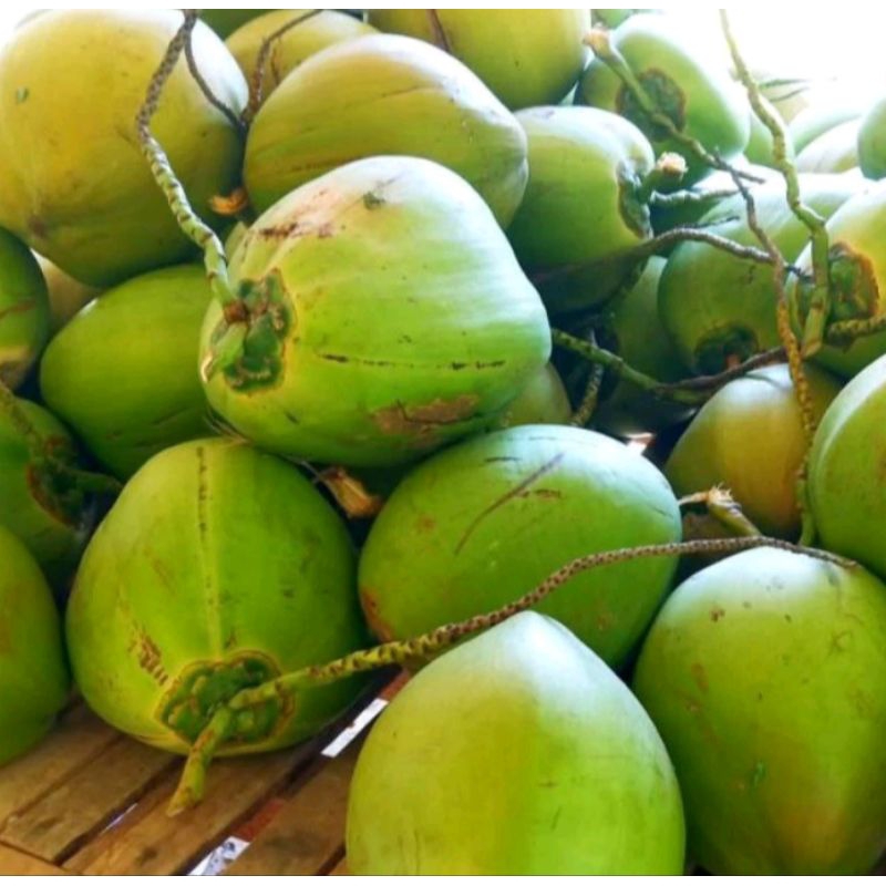 

klapa muda segar per butir