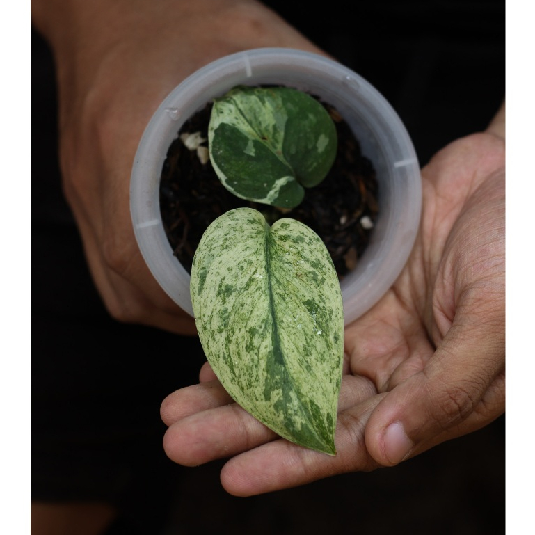 Scindapsus Jade Satin Marble